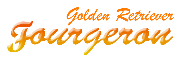 Criadero Golden Retriever Fourgeron en Asturias.