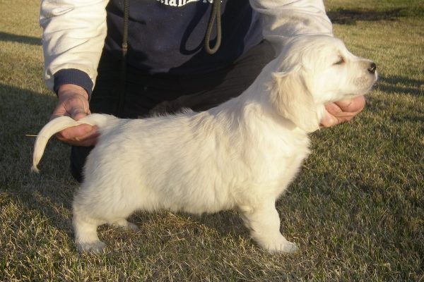 cachorro golden retriever en asturias